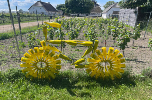 Tour De France feberen har vist ramt Aarø