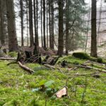 Dejligt at være i en skov, hvor der efterlades grene mv til biodiversiteten