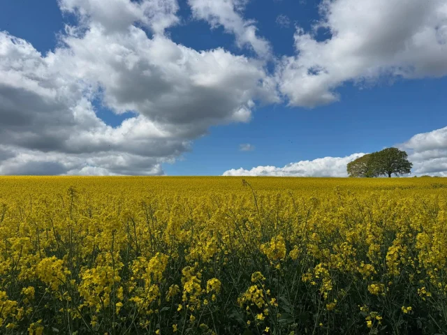 22 km rundtur på Tåsinge, vejret startede trist men det blev godt

#tåsinge #valdemarslot #elviramadigan #sixtensparre #ambrosiusegen #troense #eskaer vandring #vandretureidanmark #udinaturen #udpåtur #natur #naturoplevelser #naturoplevelseridanmark #nature
#udidetfri #mindfulness #mindfulwalk #danmarksnatur #smuknatur #opdagdanmark #oplevdanmark #naturephotography #natur #gåtur #hikingadventures #hiking #udflugt #oplevelser #vandre #vandretur #vandretureidanmark #hiking #skoven